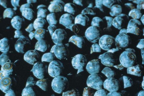 Blue Berries